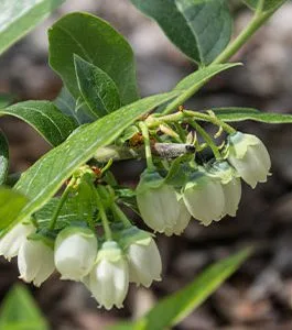 mikskaar flower