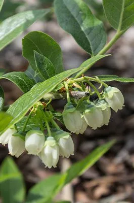 mikskaar flower