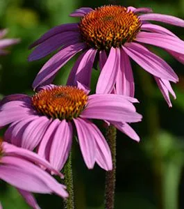 flower mikskaar