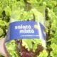 salata mixta