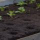 plants growing