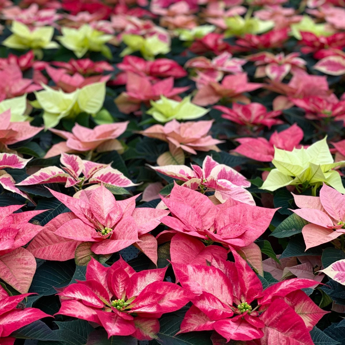 Pink and yellow plants